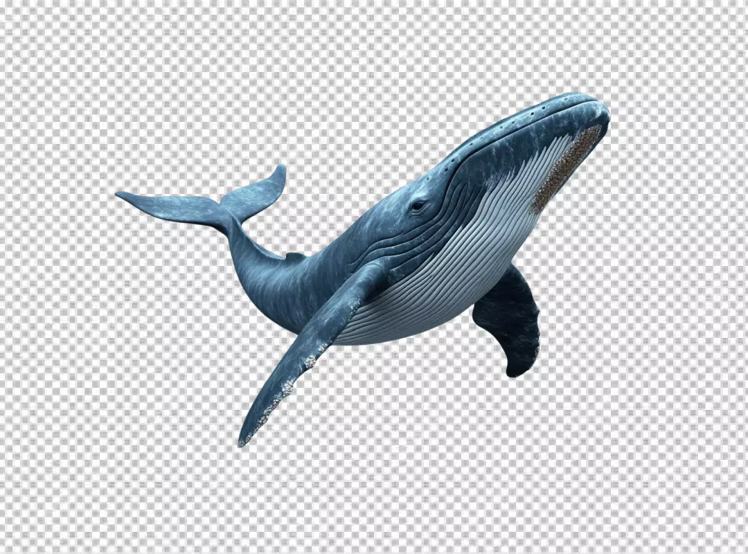 Majestic Blue Whale Swimming Gracefully for Marine Life Designs PNG Cutout