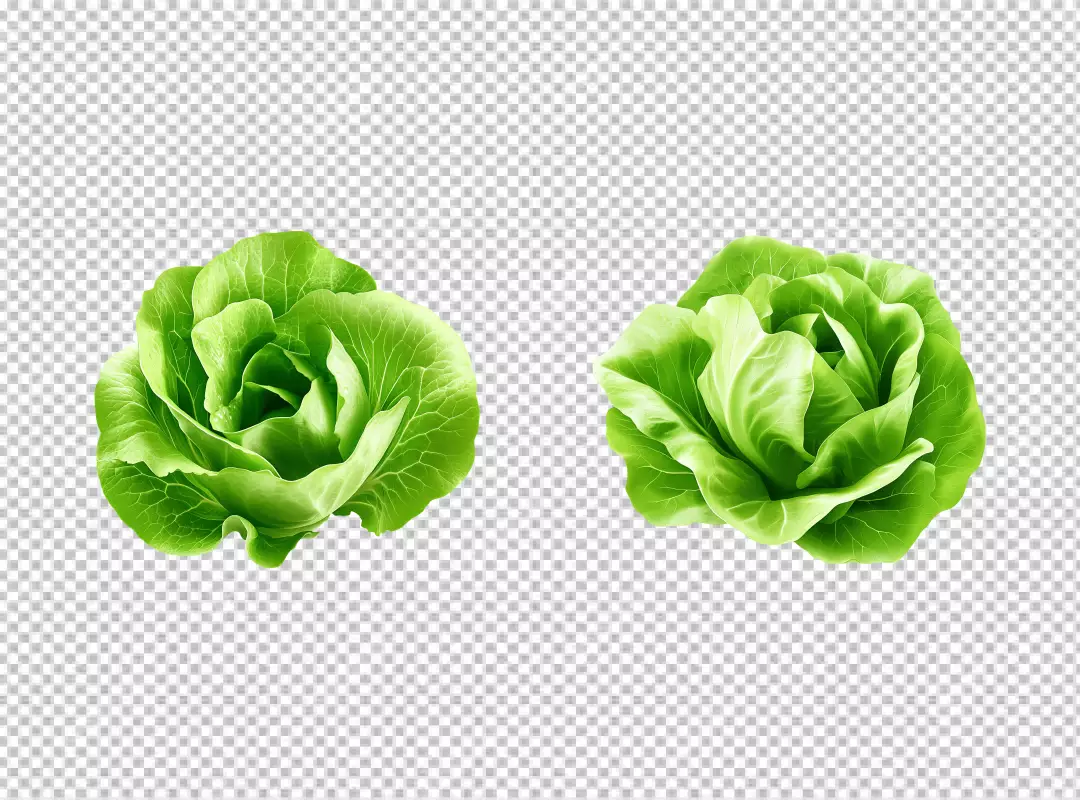 Vibrant Green Fresh Lettuce Heads for Healthy Eating and Salad Ingredients