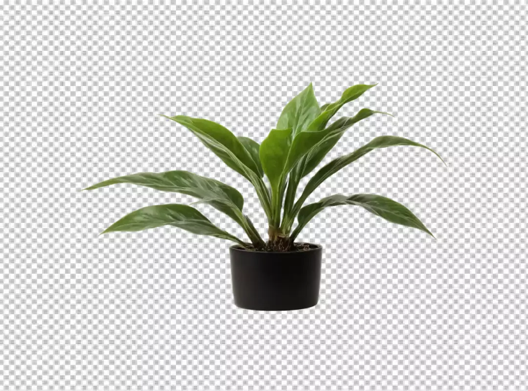 Vibrant Green Houseplant in a Sleek Black Pot Isolated on White Background