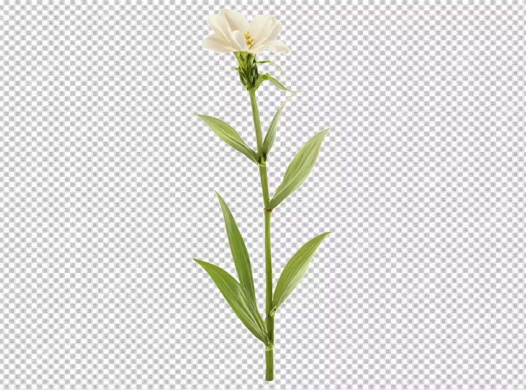 Delicate White Five-Petal Flower with Vibrant Green Stem and Leaves on White Background