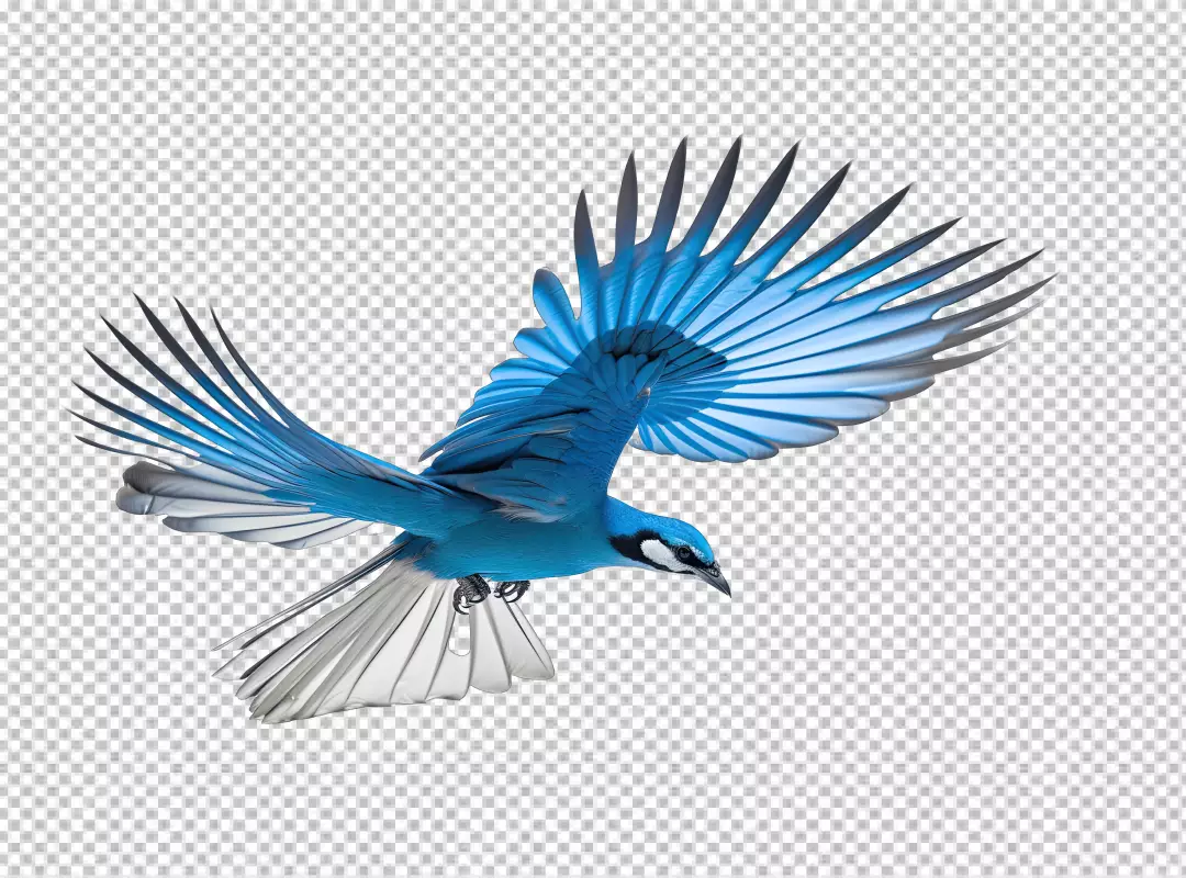 Graceful Blue Jay Flying with Vibrant Wings Wildlife PNG