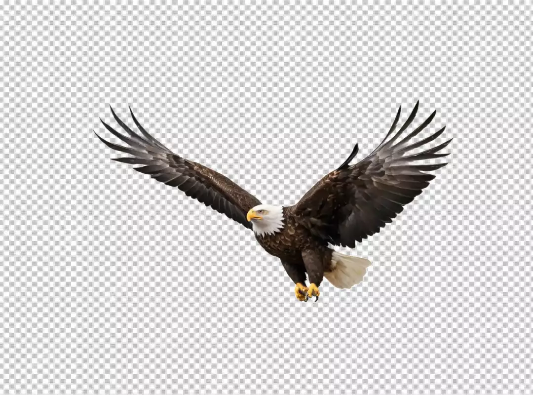 Majestic Bald Eagle with Wings Spread in Graceful Flight
