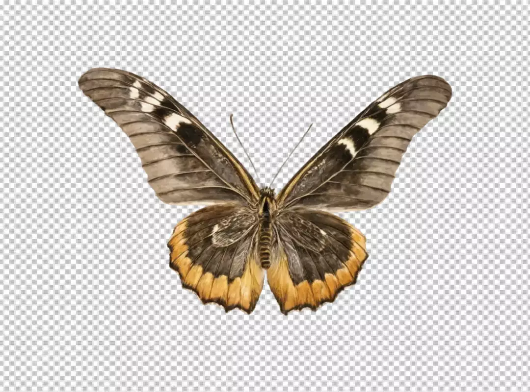 Exotic Brown and Golden Butterfly with Intricate Wings, Isolated on White Background for Design
