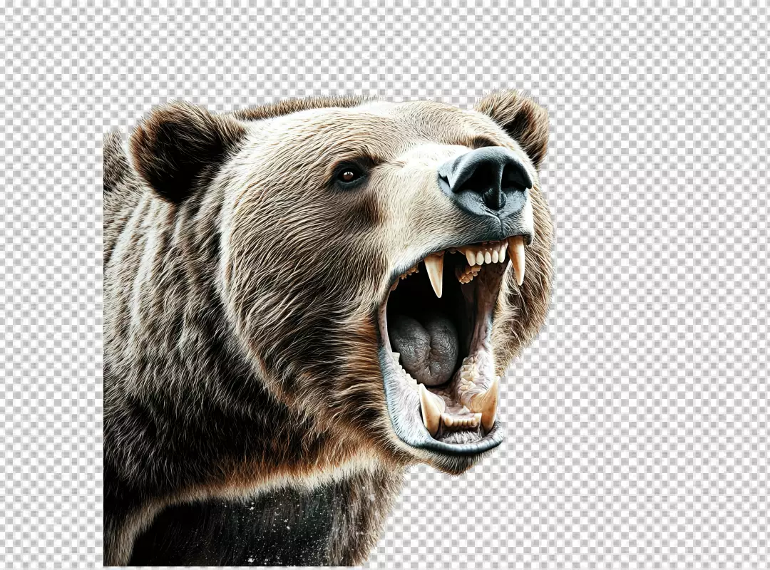 Fierce Brown Bear Roaring Aggressively Wild Animal PNG