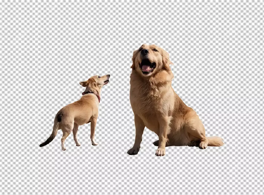 Joyful Golden Retriever and inquisitive smaller dog on a clean white backdrop