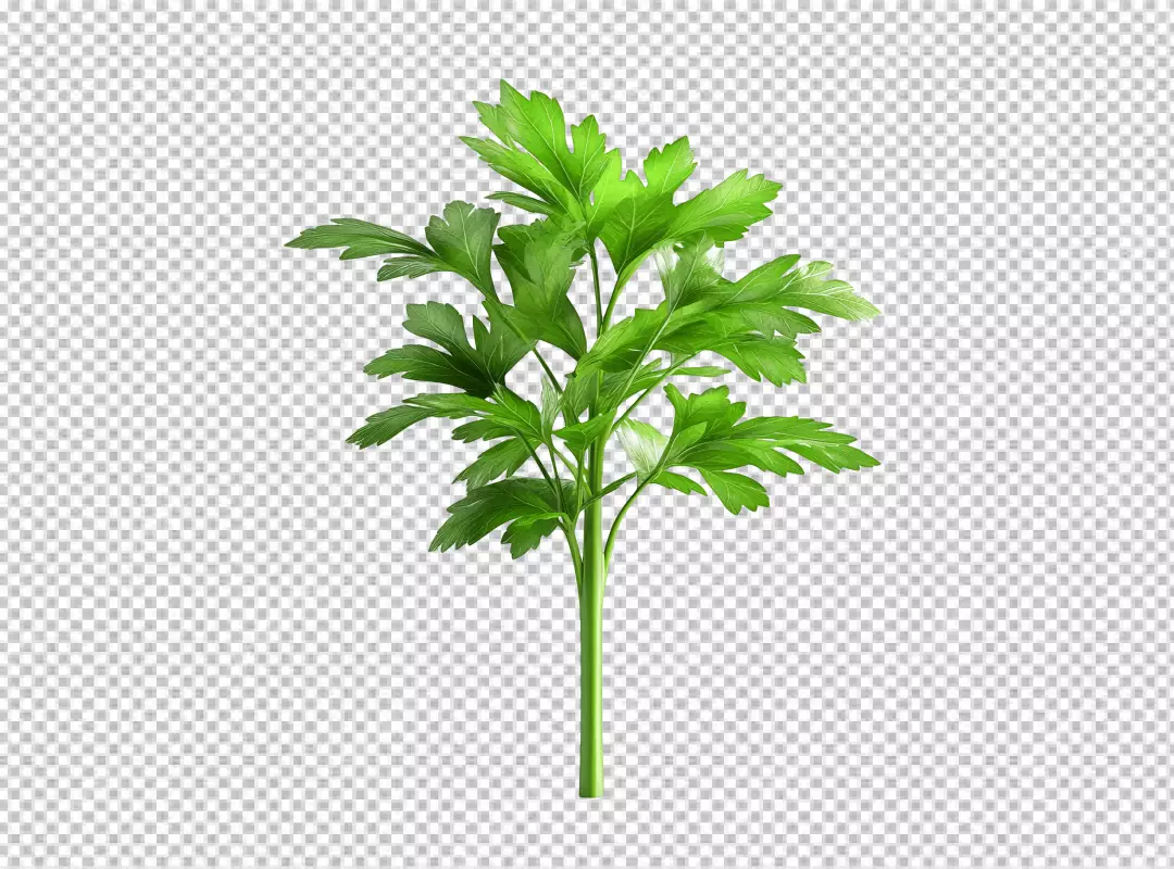 Fresh Green Parsley Herb for Cooking and Garnish High Quality Stock Image