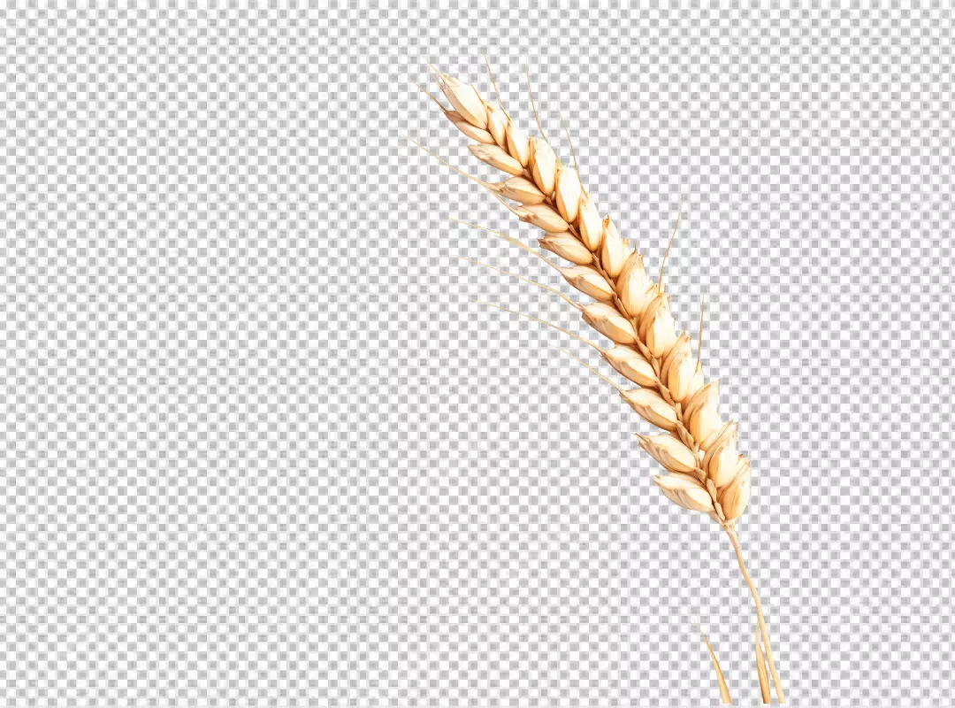 Golden Wheat Ear: Natural Cereal Grain for Healthy Food and Agriculture