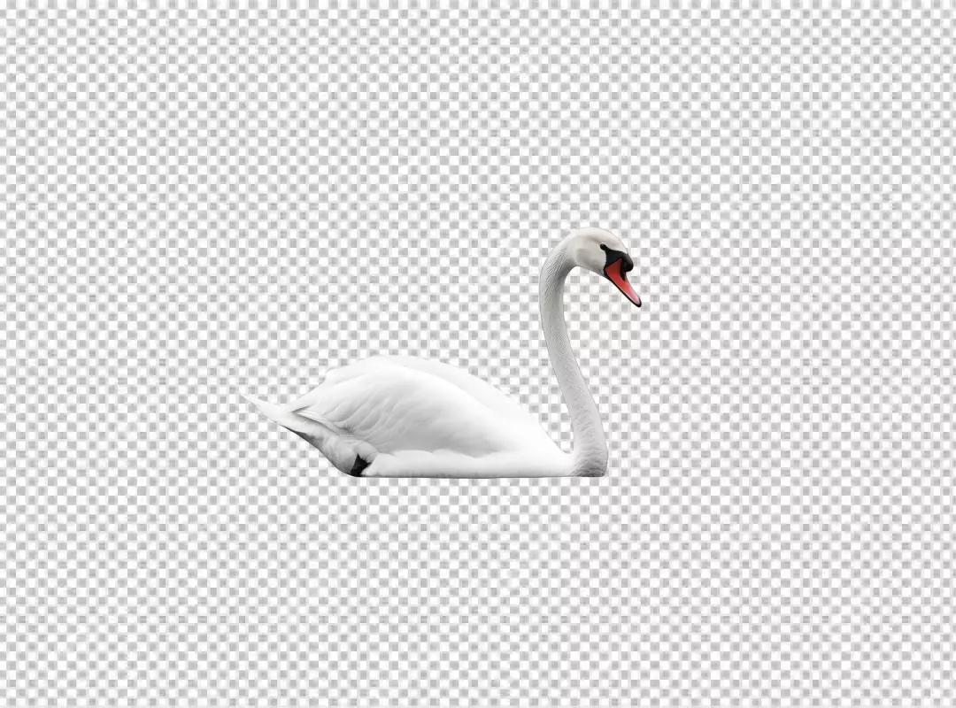 Elegant White Swan Floating Gracefully Cutout PNG for Design Projects