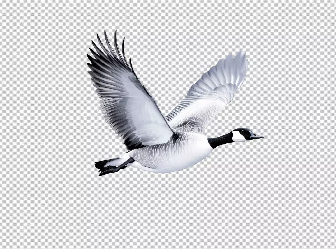 Majestic Canada Goose Flying with Wings Spread in Graceful Flight
