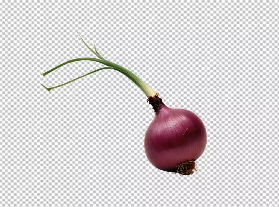 Vibrant Red Onion with Fresh Green Sprout and Delicate Roots Isolated on White