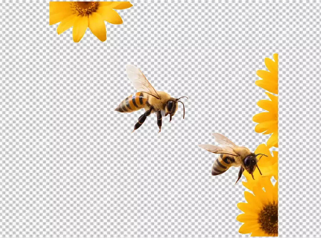 Two Busy Honeybees in Flight Near Vibrant Yellow Flowers on a Clean White Background