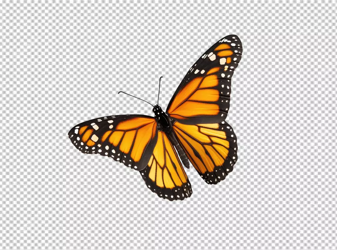 Vibrant Monarch Butterfly Flying Insect PNG Cutout for Nature Designs