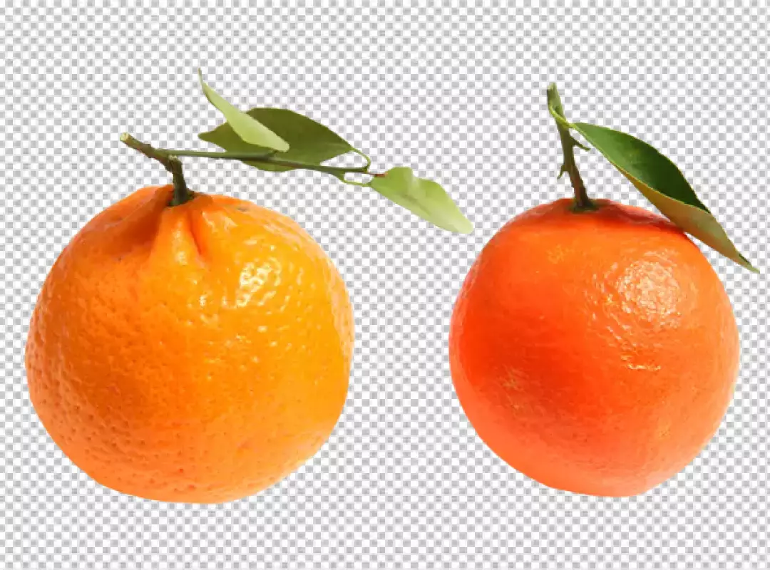 Two Whole Ripe Oranges with Green Stems and Leaves on Transparent Background