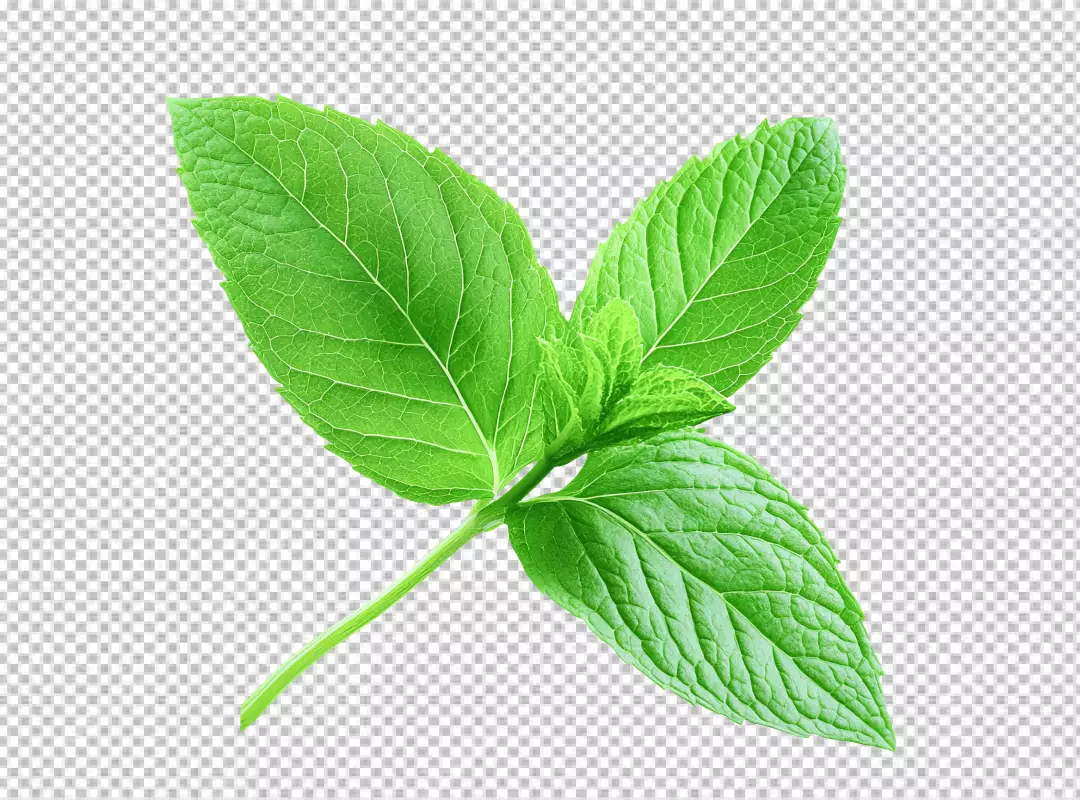 Fresh Green Mint Leaves: Aromatic Culinary Herb for Refreshing Designs
