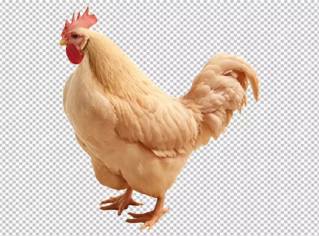 Majestic Light Cream Rooster with Red Comb Standing Confidently, Farm Poultry
