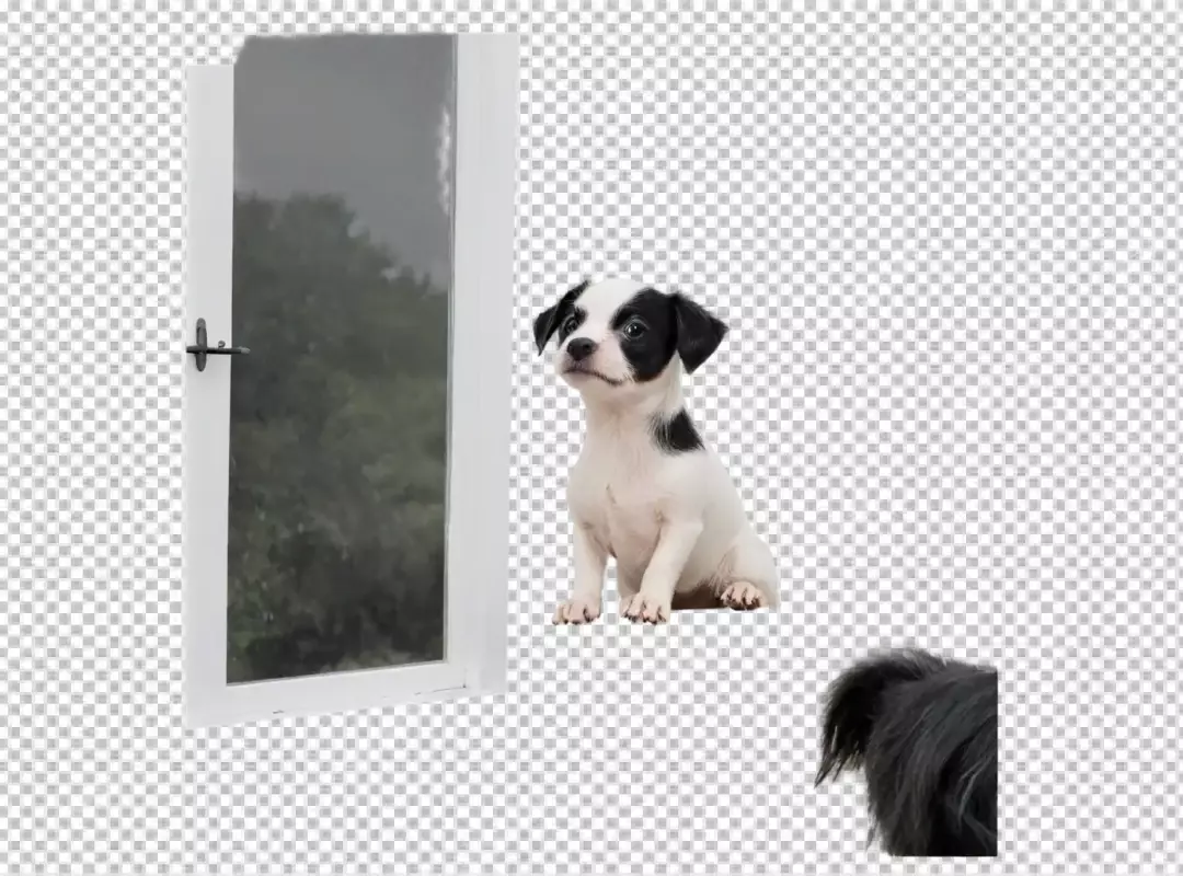 Adorable Black and White Puppy Looking Curiously Out an Open Window
