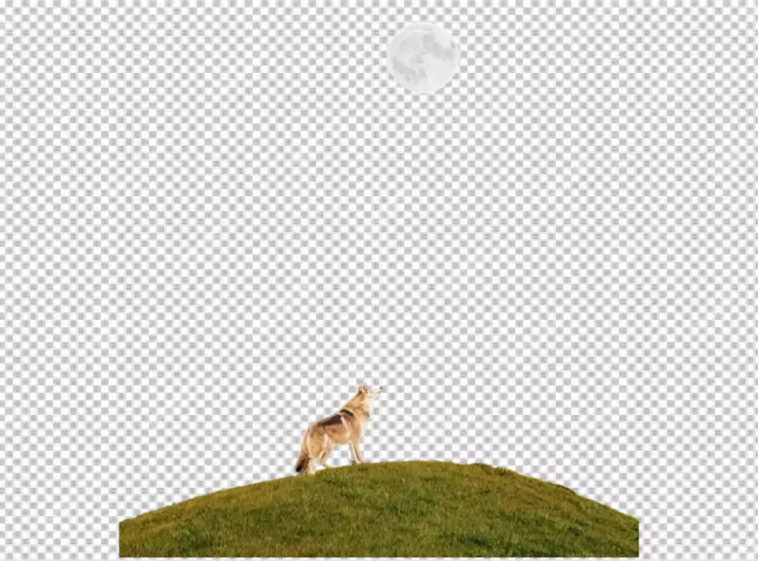 Majestic Wolf Gazing at Luminous Full Moon on Grassy Hill