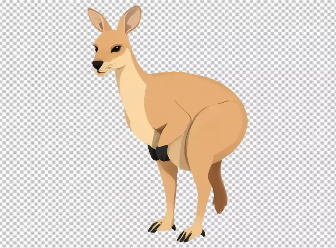 Graceful Australian Kangaroo Standing Alertly on a Clean White Background