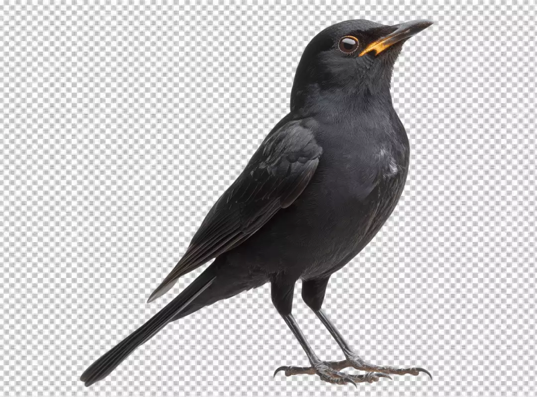 Elegant Blackbird Perched and Gazing Skyward with Bright Yellow Beak