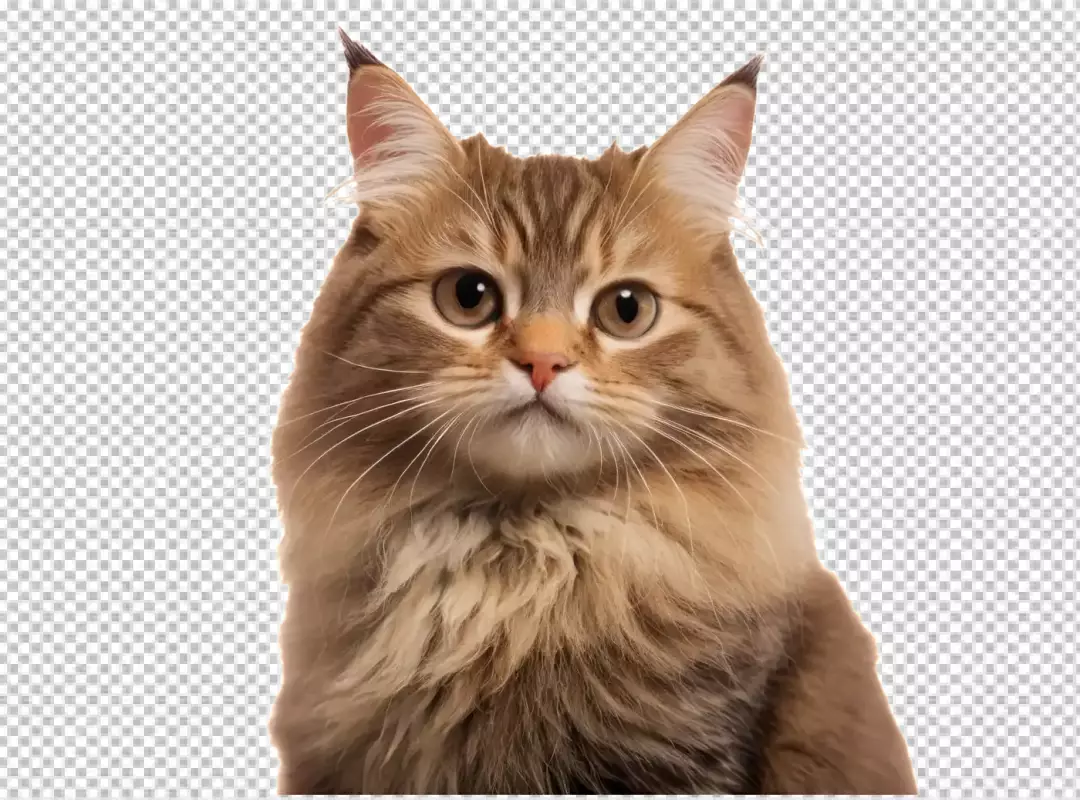 Adorable Fluffy Brown Cat with Golden Eyes Looking Directly at Camera