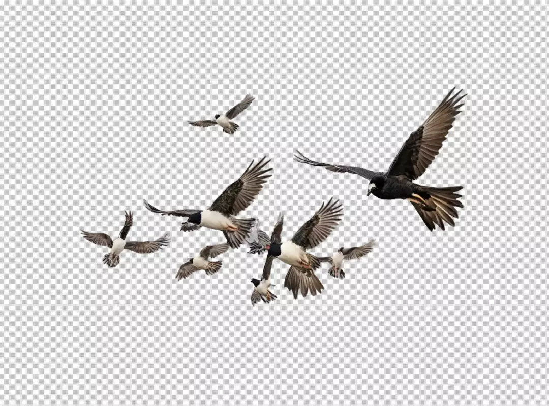 Dynamic Flock of Diverse Birds Soaring Gracefully Through the Open Sky in Unity