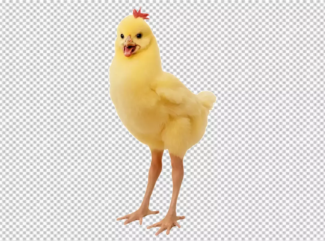 Adorable Fluffy Yellow Chick with Open Beak and Tiny Red Comb on White Background