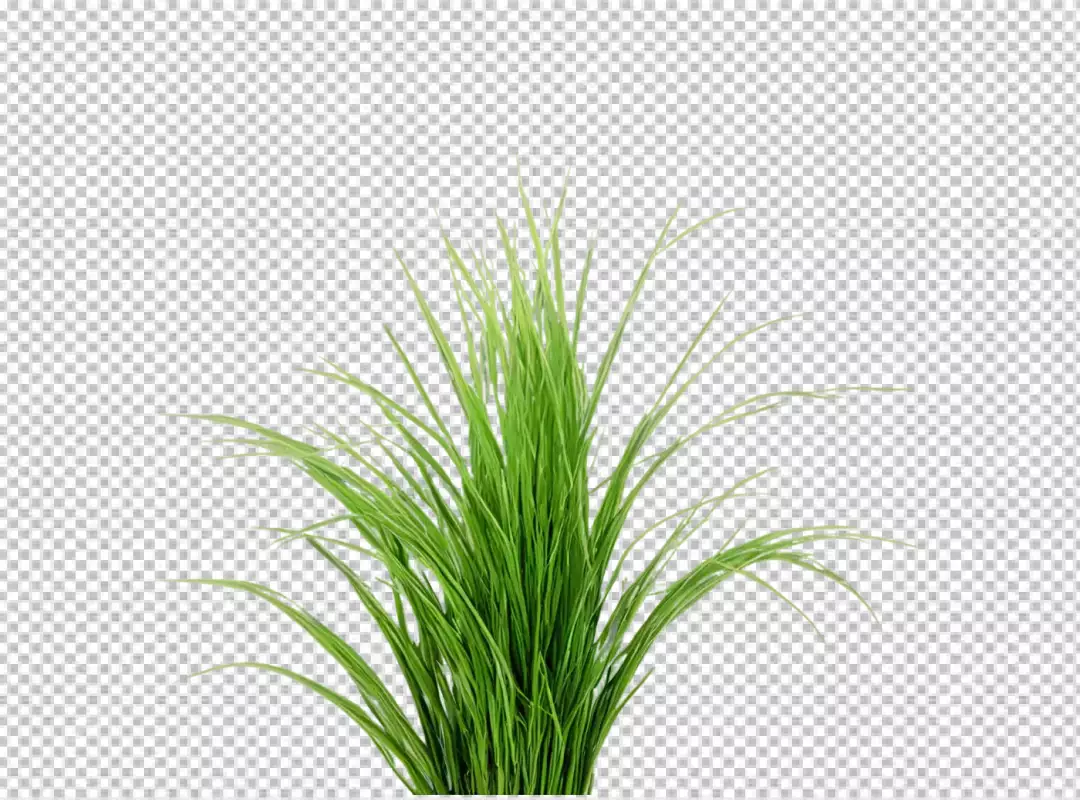 Vibrant Green Ornamental Grass Close-up for Nature Inspired Designs