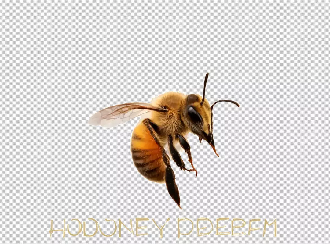 Detailed Honey Bee in Flight Isolated on White Background for Nature and Pollination