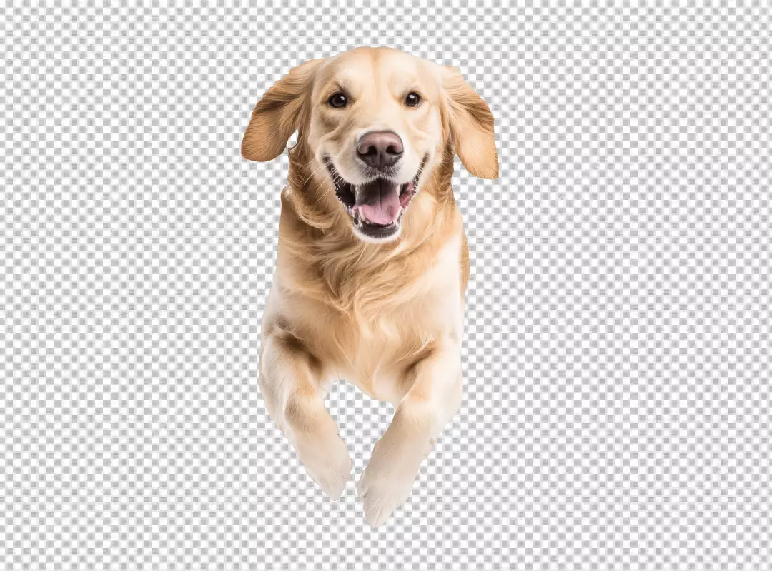 Joyful Golden Retriever Dog Running with Playful Energy for Pet Designs
