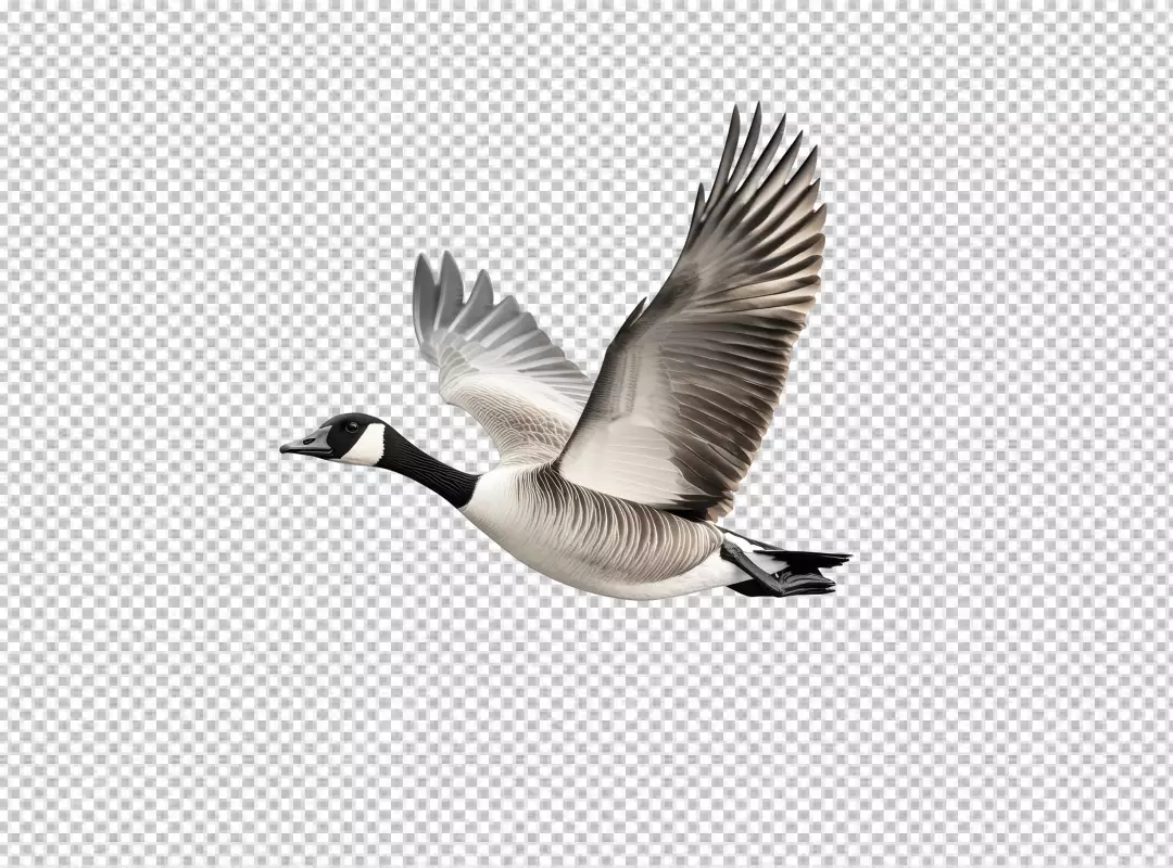 Graceful Canada Goose Flying with Wings Spread PNG Cutout for Wildlife Designs