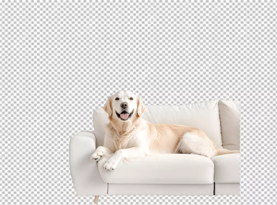 Happy Golden Retriever Dog Resting on White Sofa Cutout