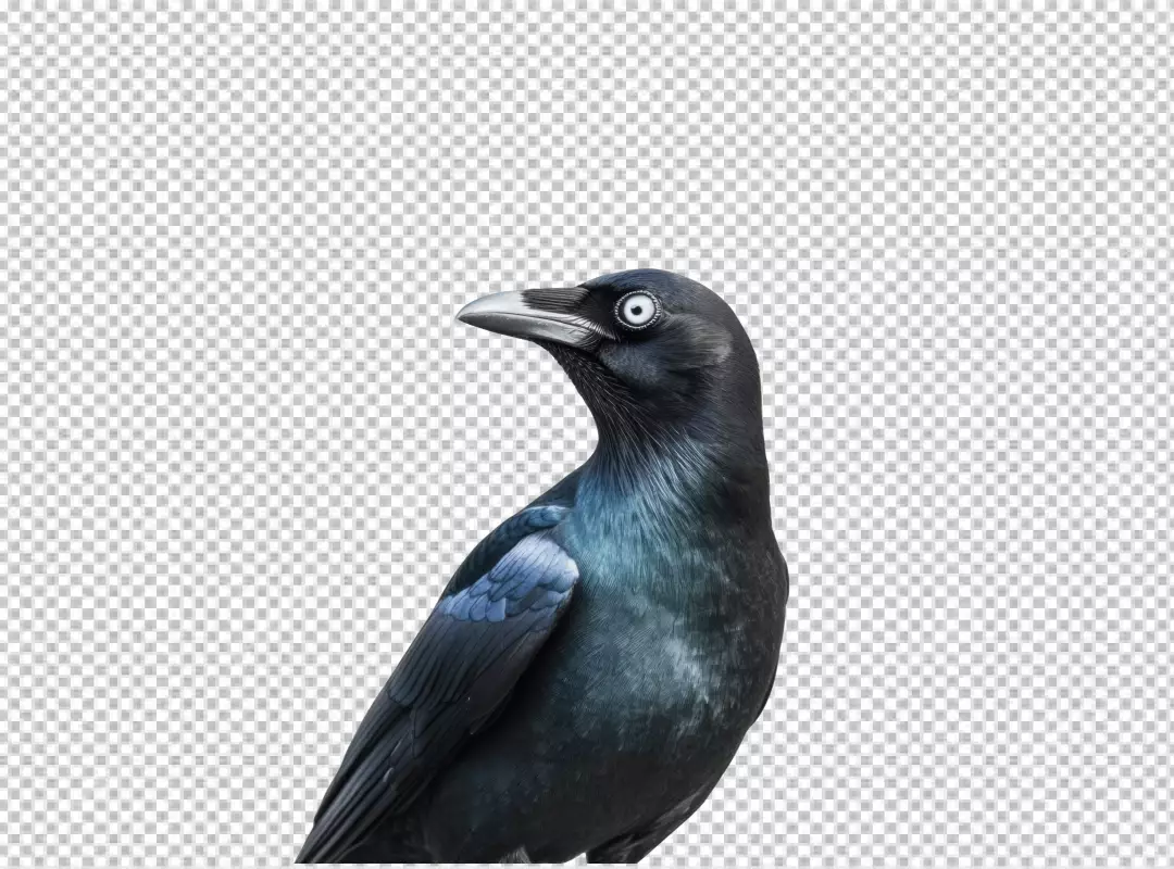 Vigilant Black Crow Looking Sideways PNG Cutout for Wildlife Projects