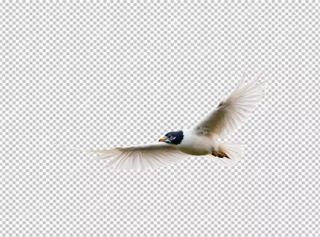 Graceful Black-Headed Bird Soaring with Wings Outstretched on White Background