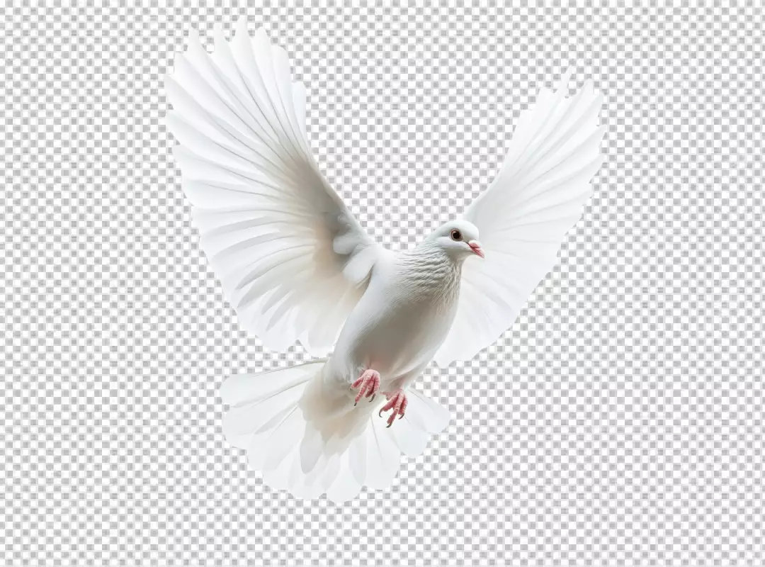 Majestic White Dove Flying with Wings Spread Symbolizing Peace and Freedom