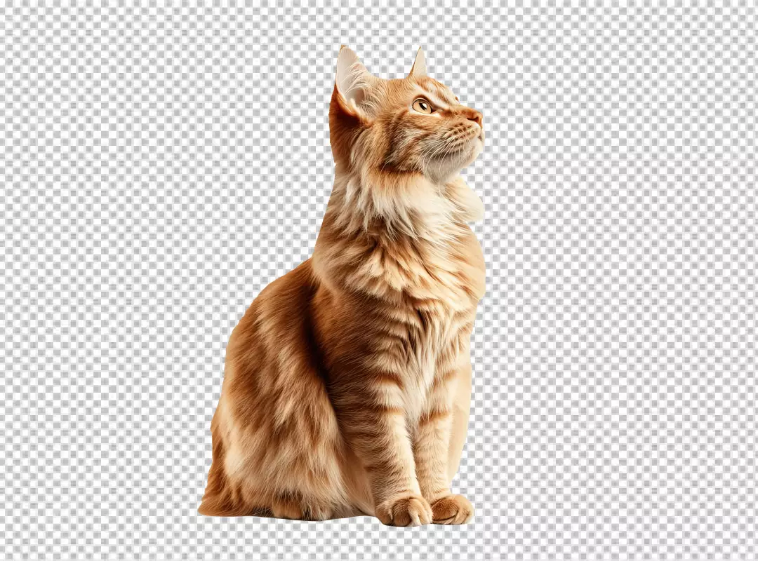 Charming Orange Cat Sitting Gracefully and Looking Upward PNG Cutout
