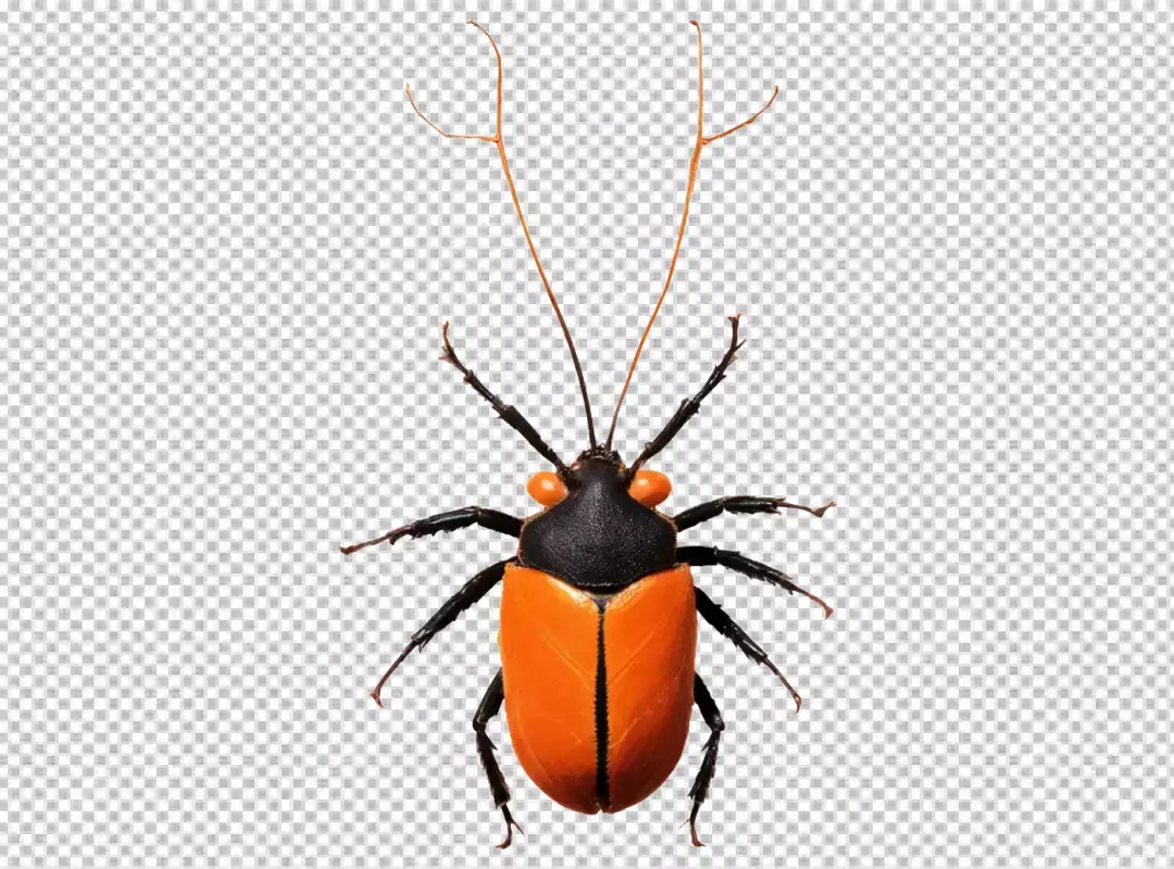 Vibrant Orange and Black True Bug Insect with Long Antennae on White Background