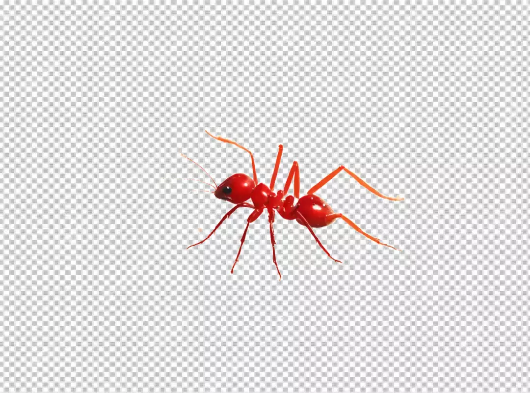 Vibrant Red Fire Ant Macro on Clean White Background