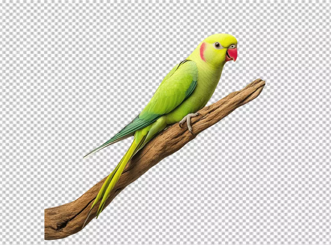 Vibrant Green Rose-Ringed Parrot Perching on Natural Branch