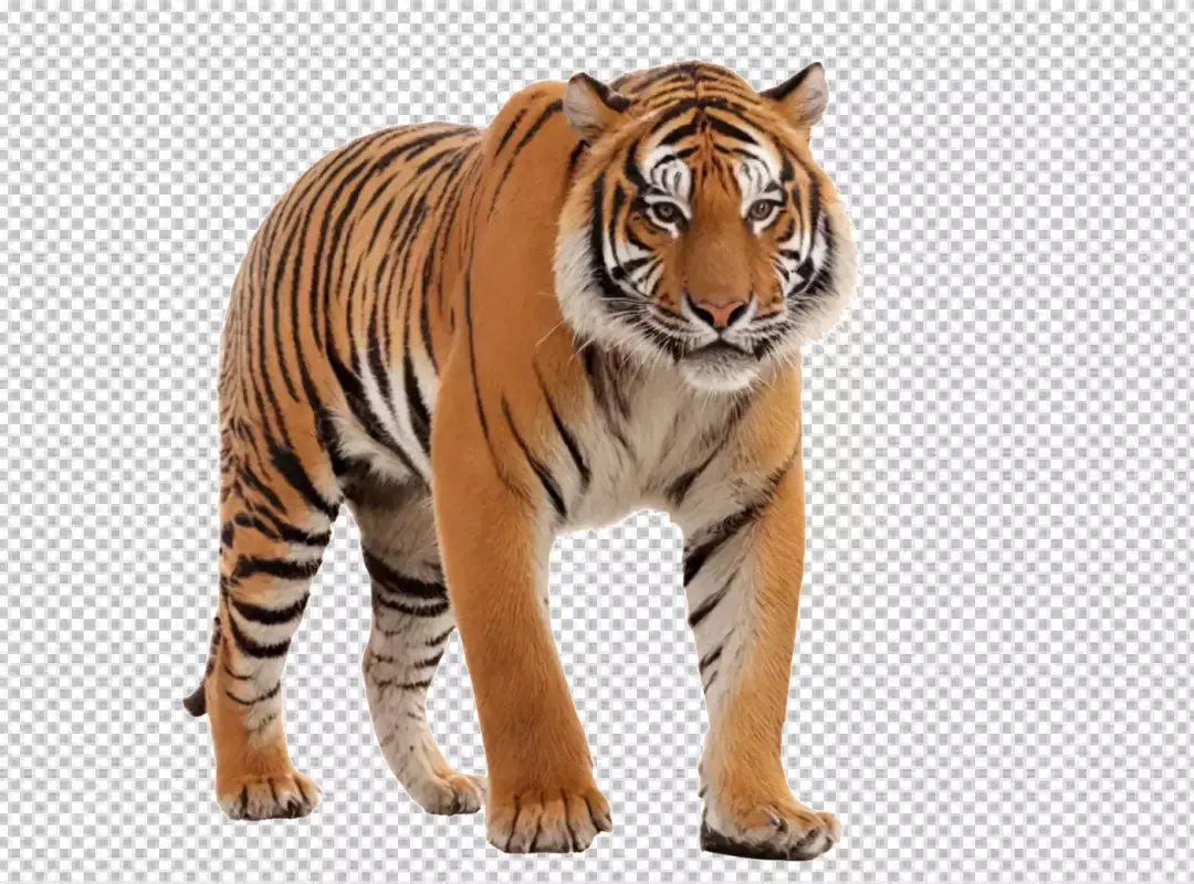 Majestic Bengal Tiger Standing Posing Confidently on Pristine White Background