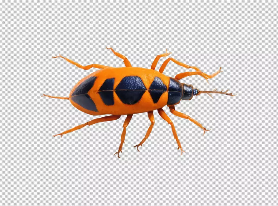 Vibrant Orange and Black True Bug Insect with Long Antennae on White Background 5701