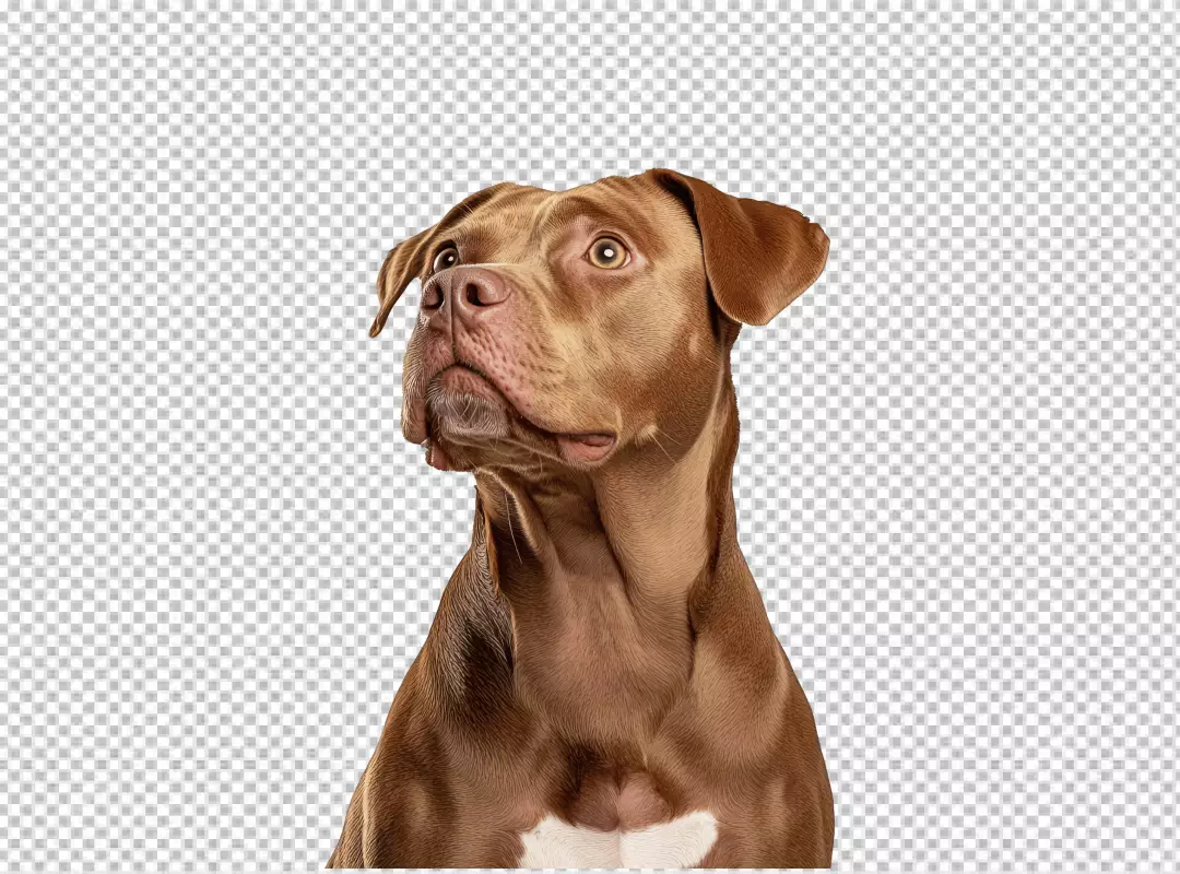 Adorable Brown Pitbull Dog Looking Up with Curious Eyes in Studio