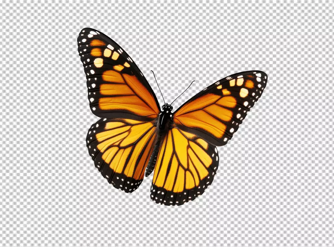 Vibrant Monarch Butterfly with Orange and Black Wings Flying