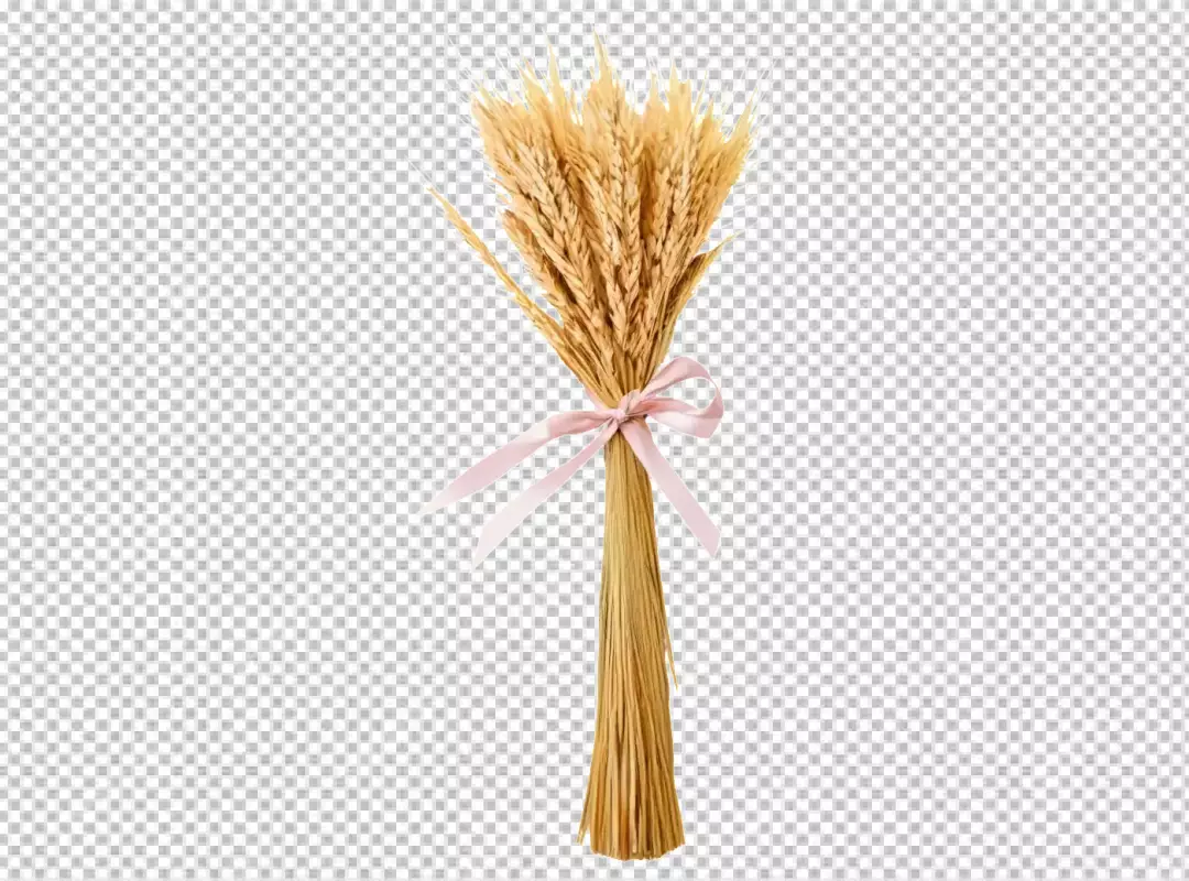 Golden Dried Wheat Stalks Bundle with Elegant Pink Ribbon on White Background