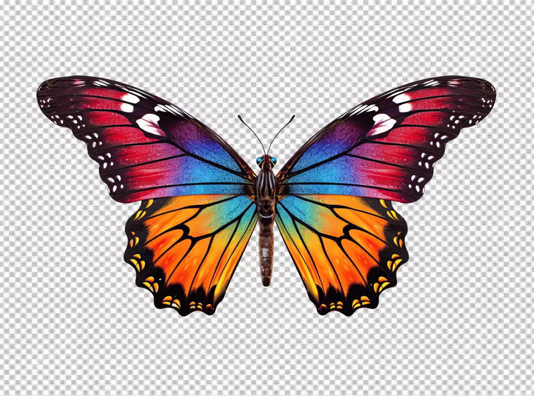Vibrant Rainbow Butterfly PNG Cutout for Creative Design Projects