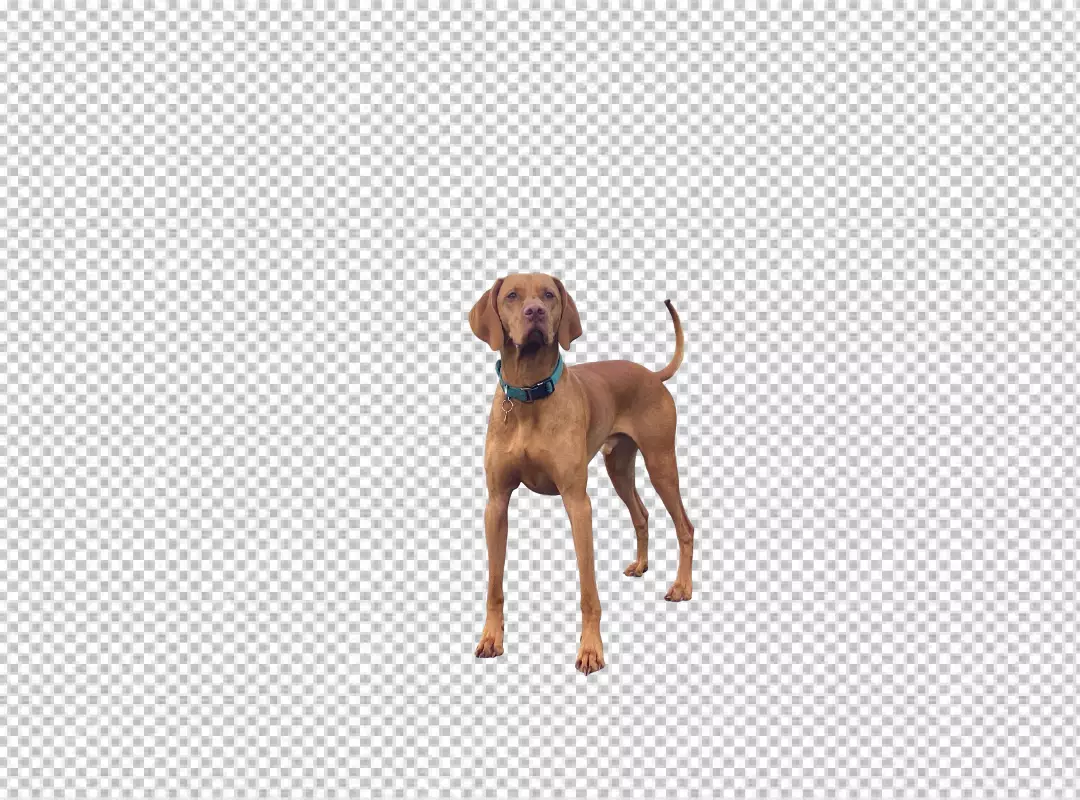 Beautiful Vizsla Dog Standing with Blue Collar on Transparent Background