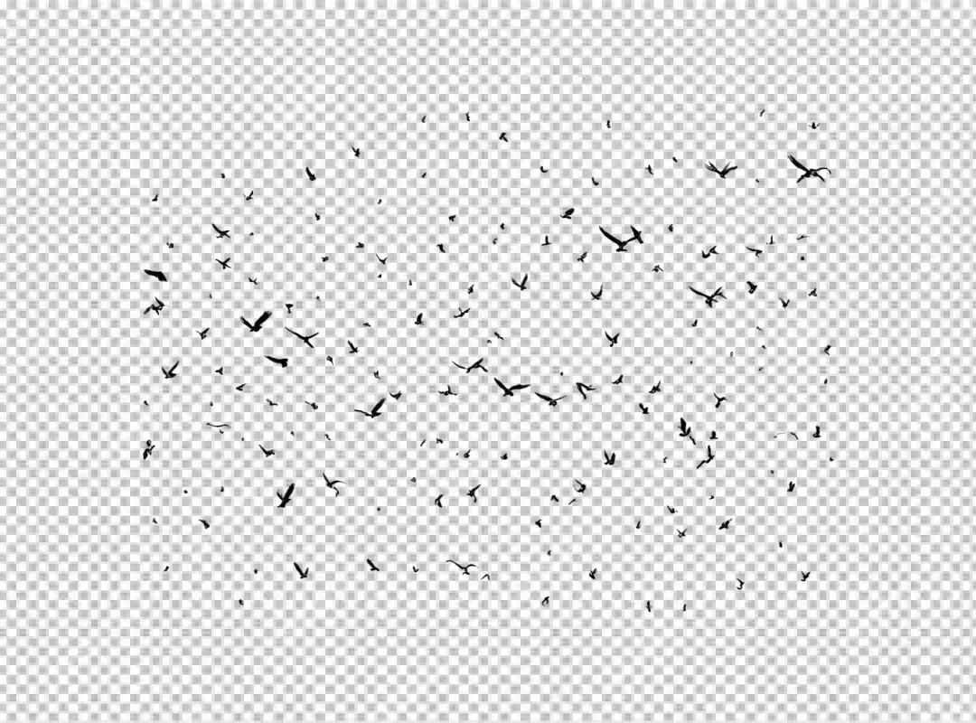Dynamic Flock of Black Bird Silhouettes Flying Across a Clean White Sky Background