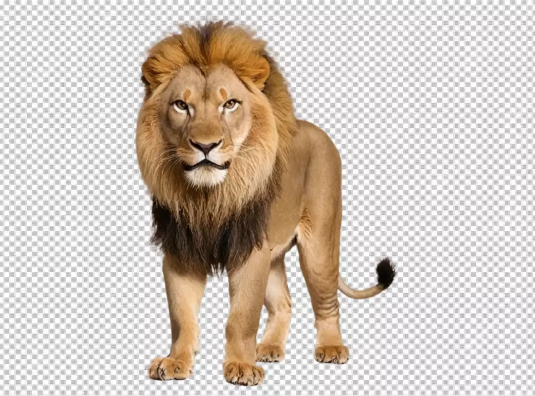 Majestic African Lion Full Body Portrait Standing Proudly Looking Forward