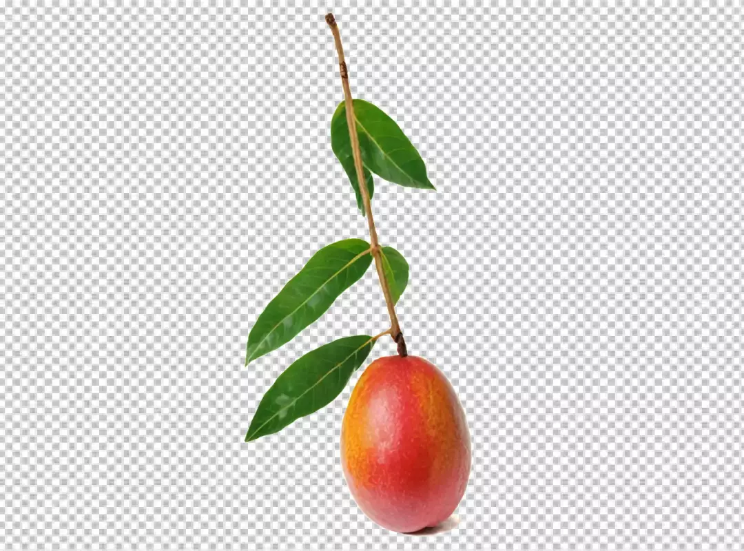 Juicy Red Plum Fruit Hanging from Branch with Lush Green Leaves