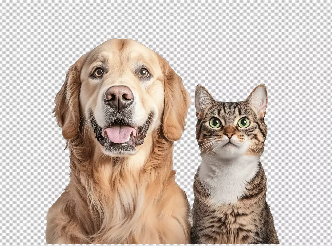 Adorable Golden Retriever Dog and Tabby Cat Together: A Cute Pet Duo PNG