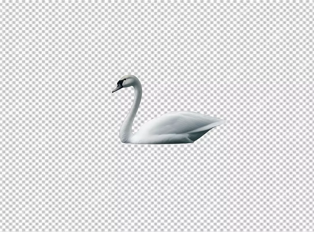 Elegant White Swan for Creative Design Projects